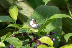 Janatella leucodesma