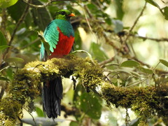 Golden-Headed Quetzal photo 3