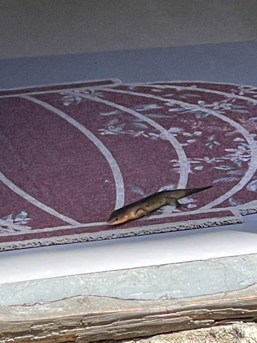 Chinese blue-tailed Skink, Plestiodon chinensis