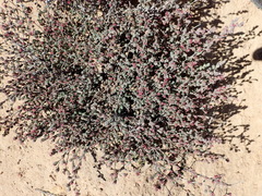 Cliffortia hantamensis