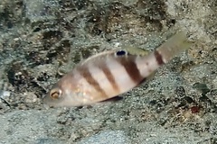 Serranus hepatus