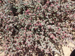 Cliffortia hantamensis