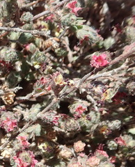 Cliffortia hantamensis