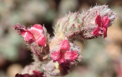 Cliffortia hantamensis