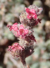 Cliffortia hantamensis