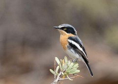 Batis pririt affinis