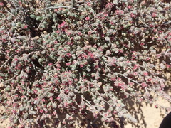 Cliffortia hantamensis