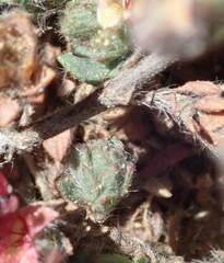 Cliffortia hantamensis