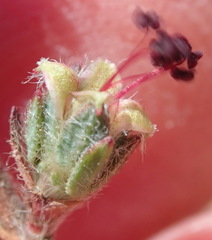 Cliffortia hantamensis