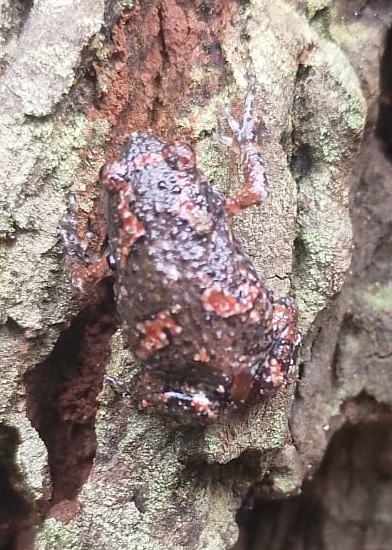 Painted Balloon Frog