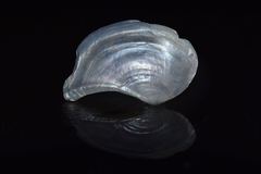 Heteroclidus punctatus