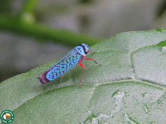 Versigonalia ruficauda
