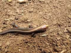 Pholidobolus vertebralis