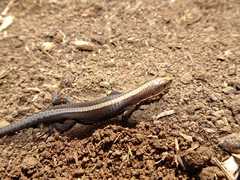 Pholidobolus vertebralis