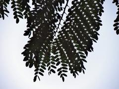 Cordyla africana, photograph (c) i_c_riddell, some rights reserved (CC BY)