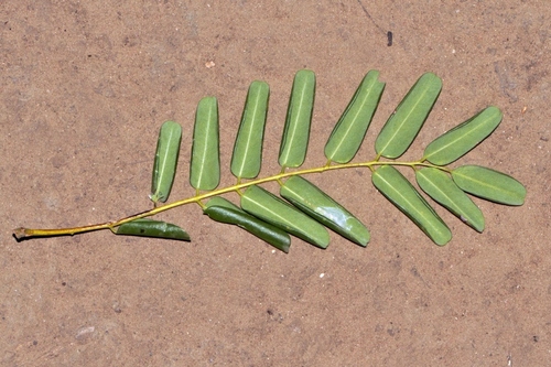 Cordyla africana, photograph 5