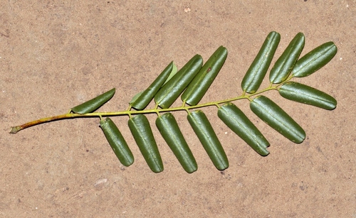 Cordyla africana, photograph 4