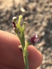 Scrophularia ramosissima