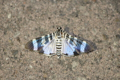 Lypotigris reginalis