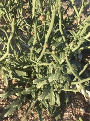 Scrophularia ramosissima