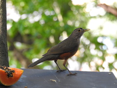 Turdus rufiventris
