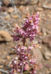 Erica lucida