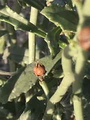 Scrophularia ramosissima