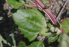 Oxybasis rubra