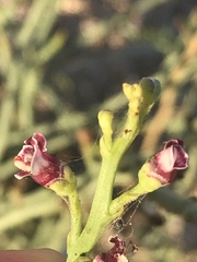 Scrophularia ramosissima