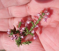 Erica lucida