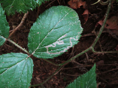 Stigmella aurella