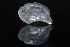 Heteroclidus punctatus