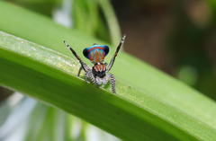 Maratus tasmanicus