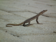 Platysaurus intermedius