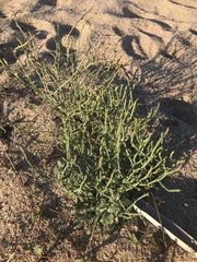 Scrophularia ramosissima