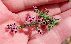 Erica lucida