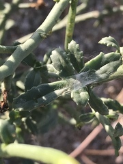 Scrophularia ramosissima