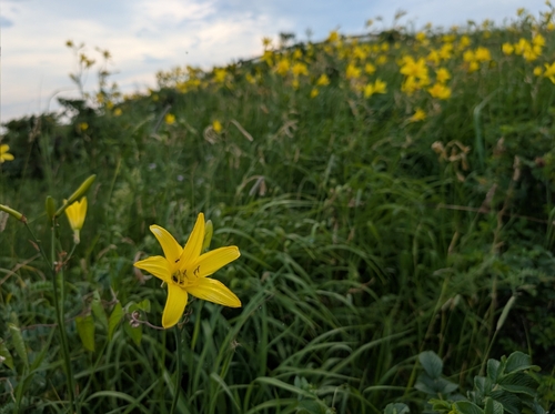 Hemerocallis yezoensis
