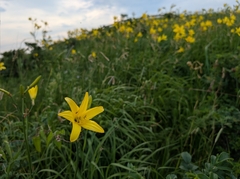 Hemerocallis yezoensis