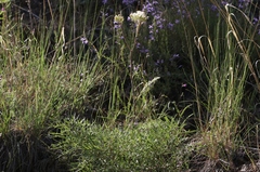 Psacalium decompositum