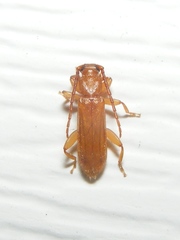 Smodicum cucujiforme