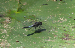 Leucorrhinia caudalis