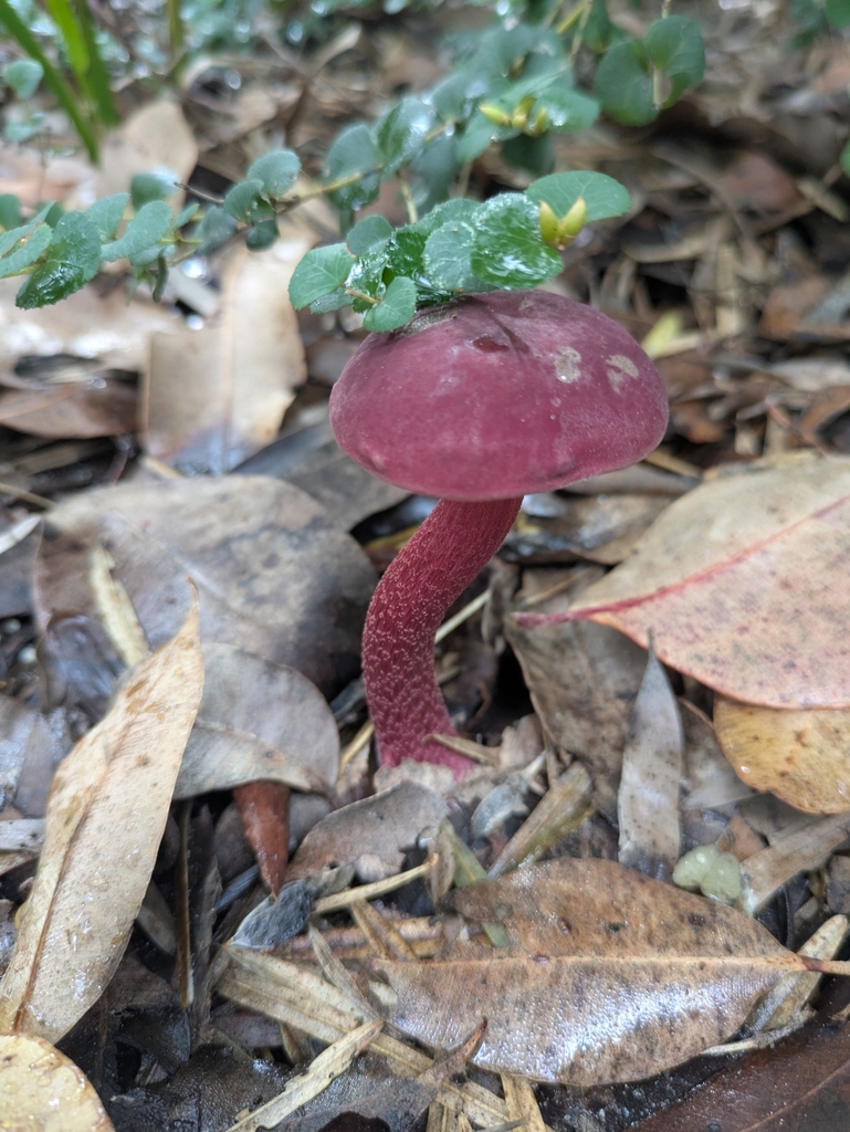 Boletellus obscurecoccineus · July 2025 · photo: © taylordunc4n (iNaturalist, cc0)