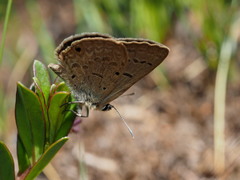Lepidochrysops irvingi