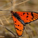 Light Red Acraea - Photo (c) steveball, some rights reserved (CC BY-NC), uploaded by steveball