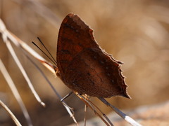Catacroptera cloanthe cloanthe