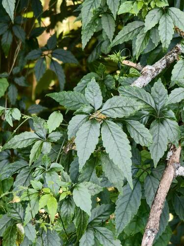 Gynostemma pentaphyllum observed 2025-07-02