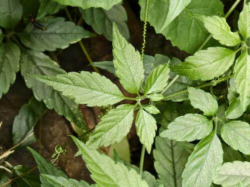 Gynostemma pentaphyllum observed 2025-07-02