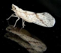 Otiocerus francilloni