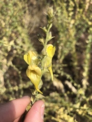 Linaria dalmatica